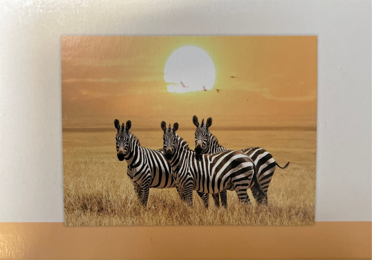 (36kr) Diamond Painting zebra 40x50